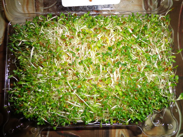 fresh-organic-alfafla-sprouts