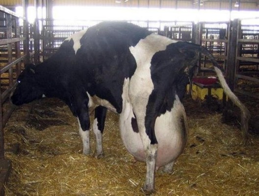 cow breast hormones