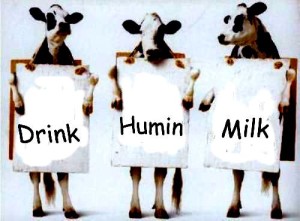 drink humin milk - cows 
