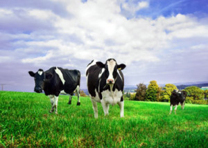 cows on grass