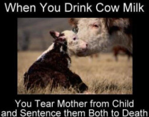 mother cow and baby cow