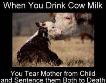 cows-2526-mother-death-sentecne