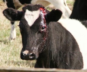 cow bleeding 