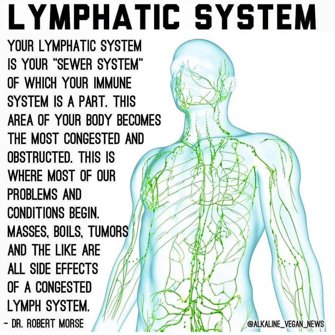 lymph (1)