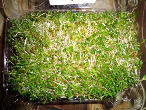sprouts_3