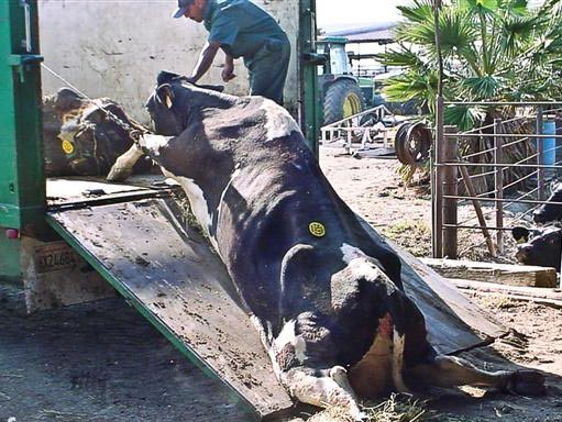 cow-being-mistreated