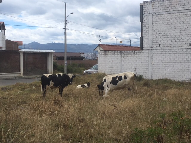 cow family in Ecuador